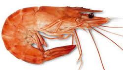 Gamba