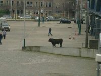 Ontsnapte stier